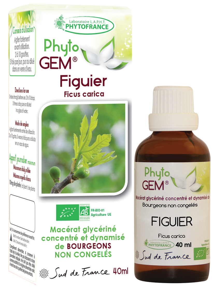 Phytogem Figuier