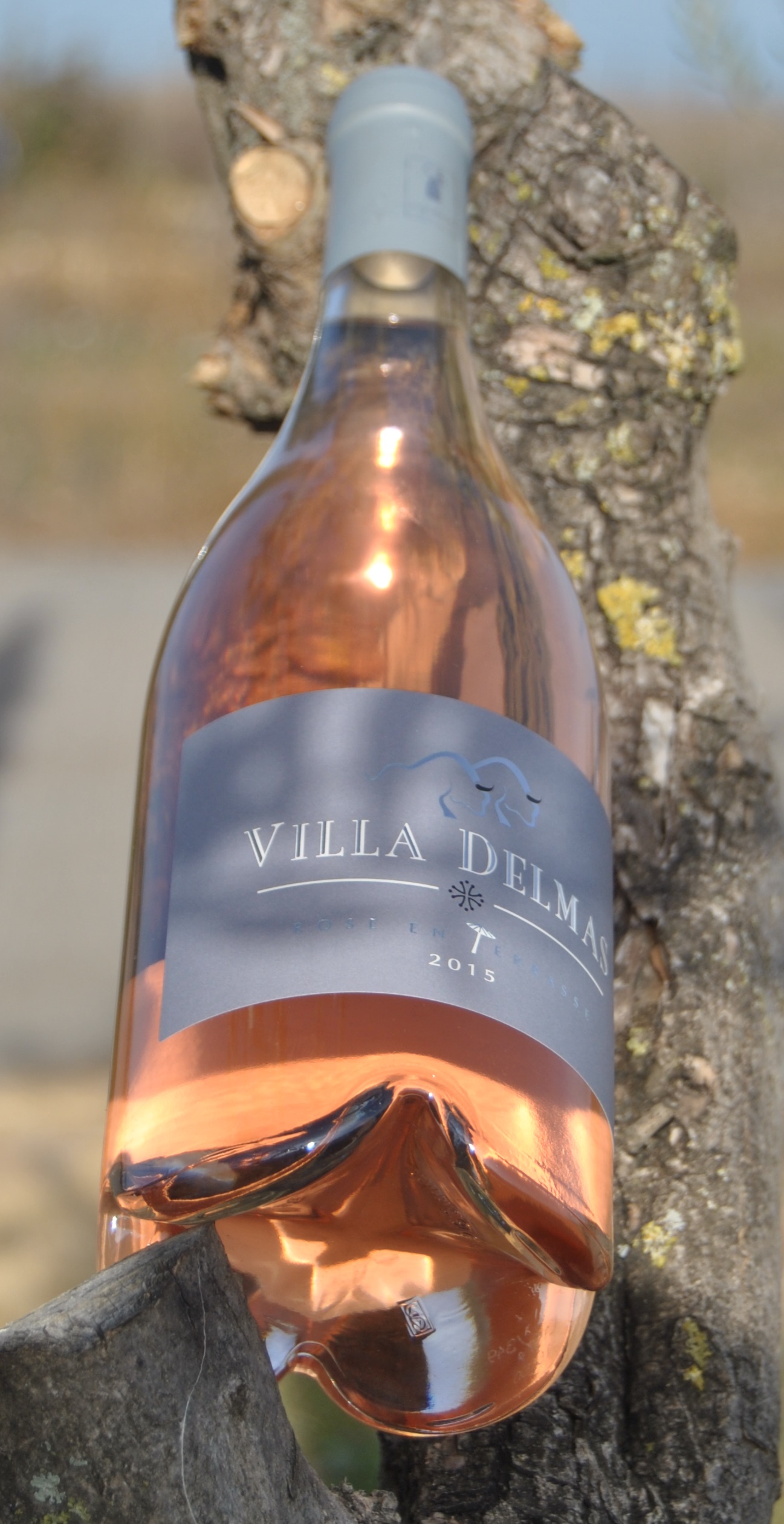Rosé en Terrasse
